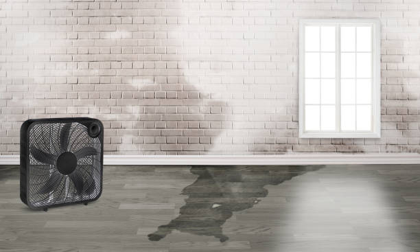 Best Mold removal after water damage  in Irvine, KY